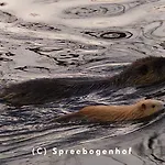 Spreebogenhof * Tauche