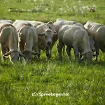 Spreebogenhof * Tauche