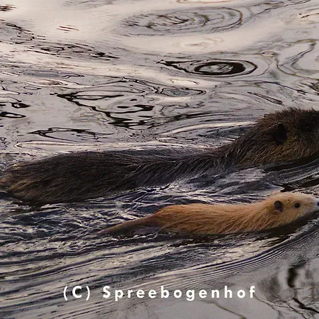 Spreebogenhof * Tauche