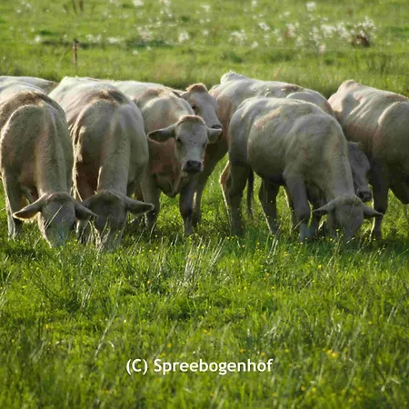 Spreebogenhof * Tauche