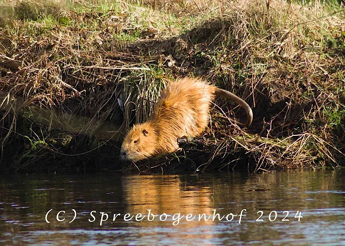 Spreebogenhof Apartment Tauche
