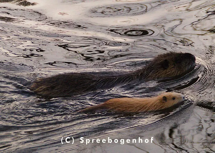 Spreebogenhof * Tauche