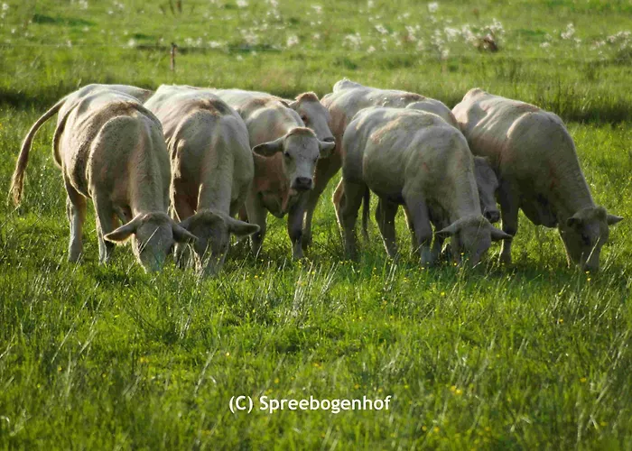 Spreebogenhof * Tauche