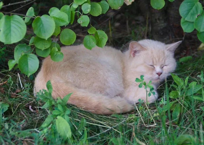 Apartamento Spreebogenhof *